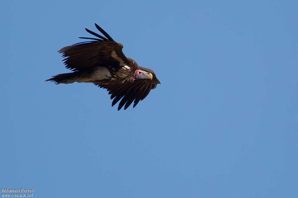 Lappet-faced Vultureadult, Flight