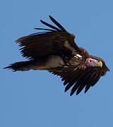 Lappet-faced Vulture