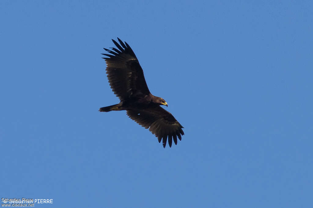 Greater Spotted Eaglesubadult, Flight