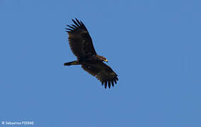 Greater Spotted Eagle