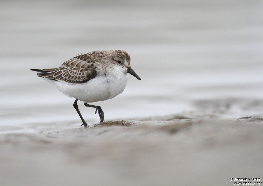 Semipalmated Sandpiper