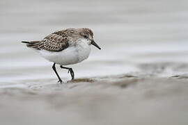 Semipalmated Sandpiper