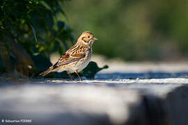 Lapland Longspur