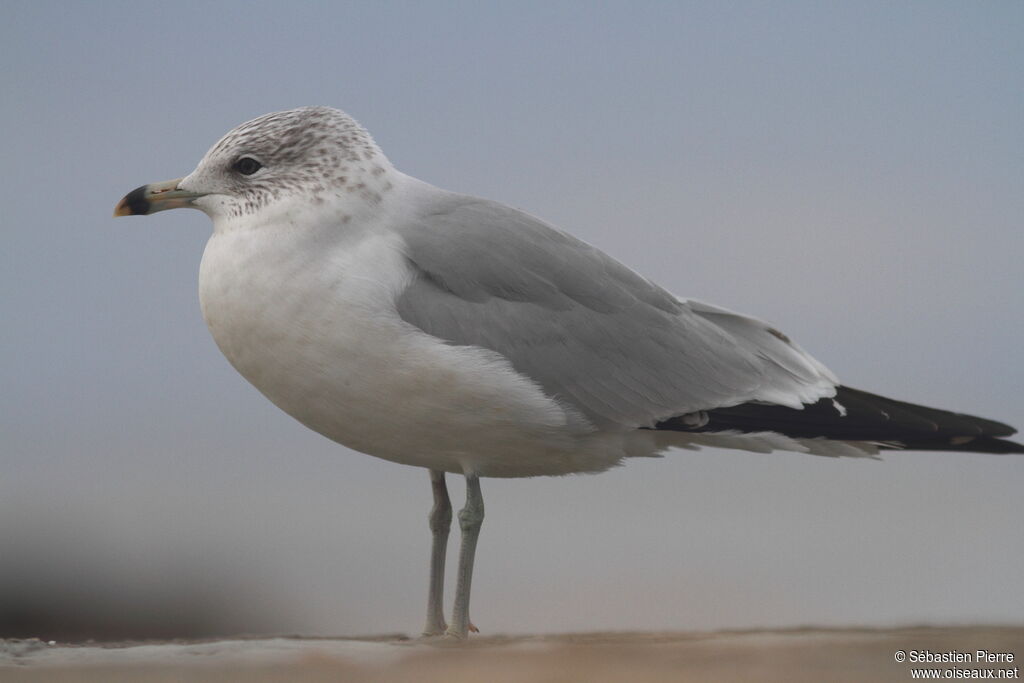 Ring-billed Gull