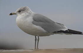 Ring-billed Gull