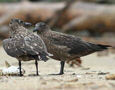 Great Skua