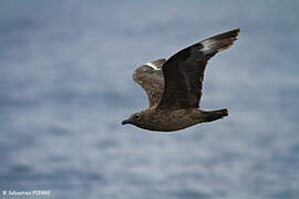 Great Skua