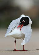 Mouette mélanocéphale