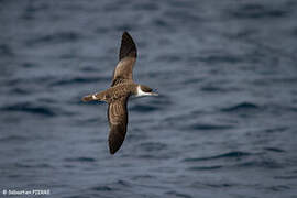 Great Shearwater