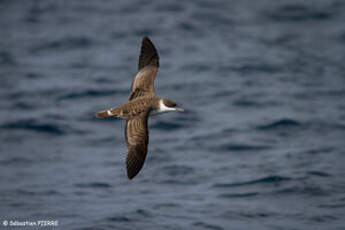 Puffin majeur