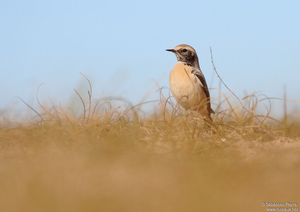 Desert Wheatear