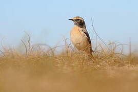 Desert Wheatear