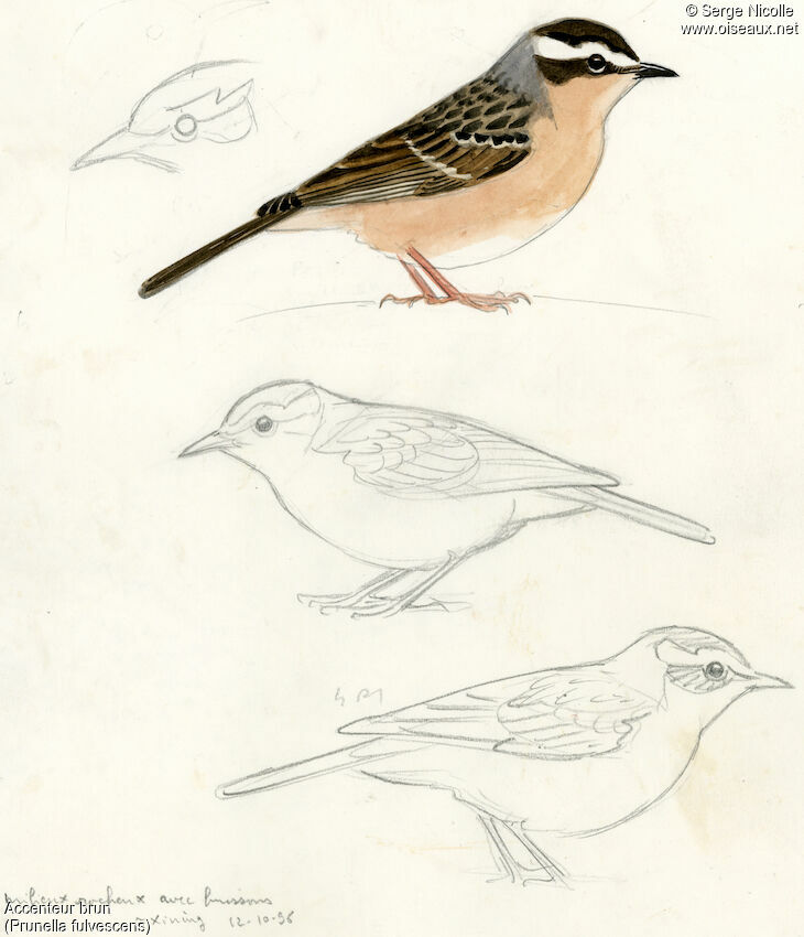 Brown Accentor, identification