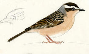 Brown Accentor