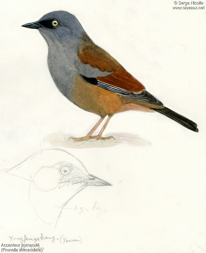 Maroon-backed Accentor, identification