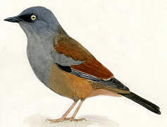 Maroon-backed Accentor