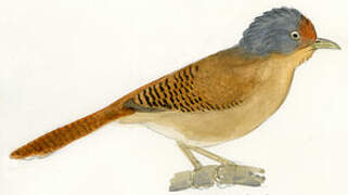 Rusty-fronted Barwing