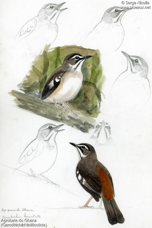 Forest Scrub Robin, identification