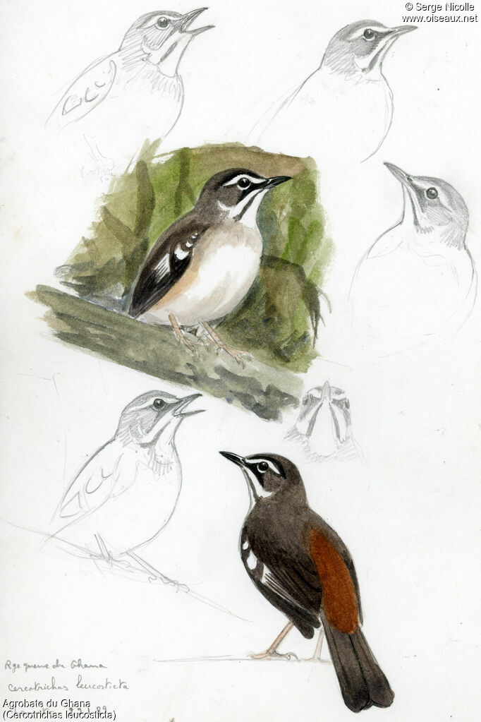 Agrobate du Ghana, identification