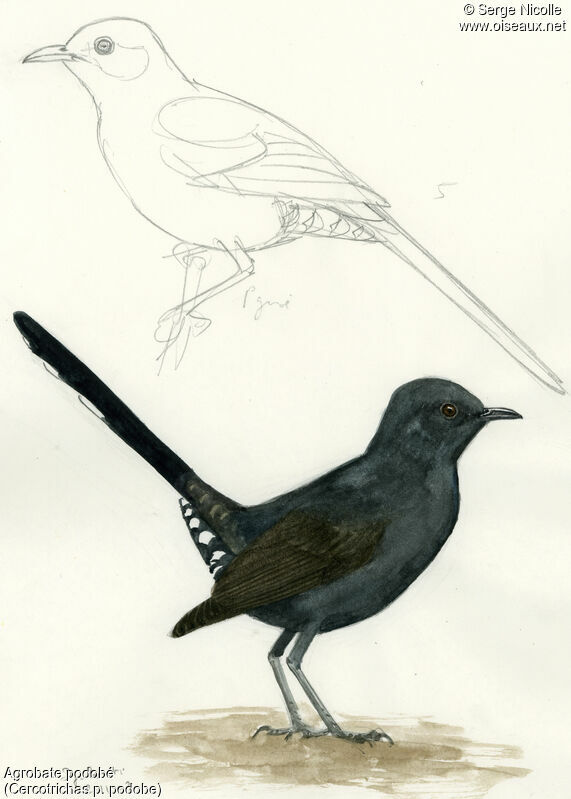 Black Scrub Robin, identification