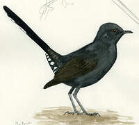 Black Scrub Robin