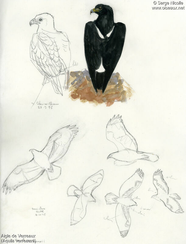 Verreaux's Eagle, identification