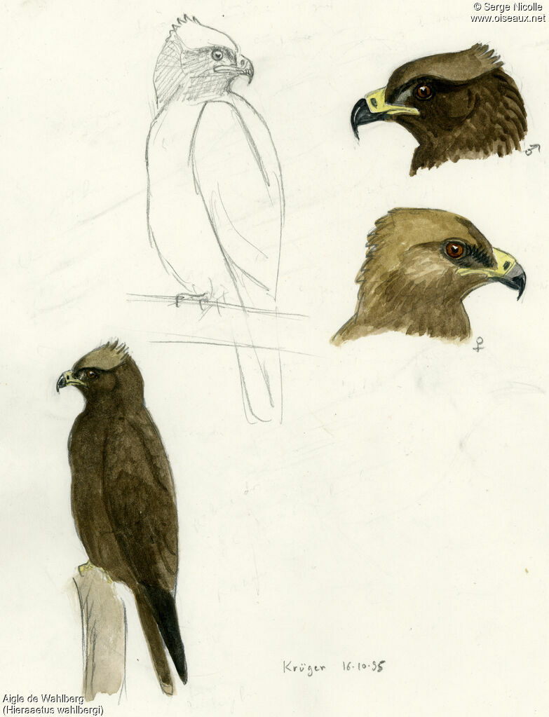 Aigle de Wahlberg, identification