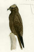 Wahlberg's Eagle