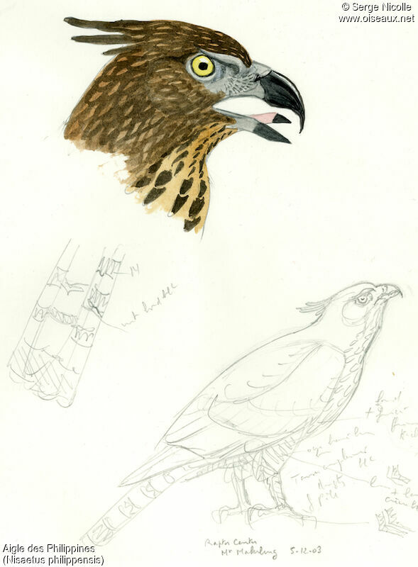 Philippine Hawk-Eagle, identification
