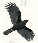 Black Eagle