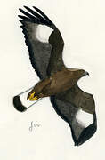 Golden Eagle