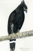 Black Hawk-Eagle