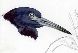 Little Blue Heron