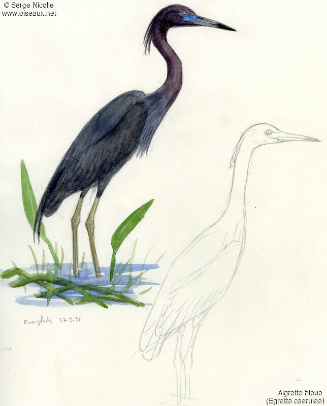 Little Blue Heron, identification