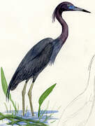 Little Blue Heron