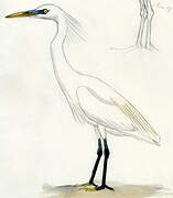 Chinese Egret