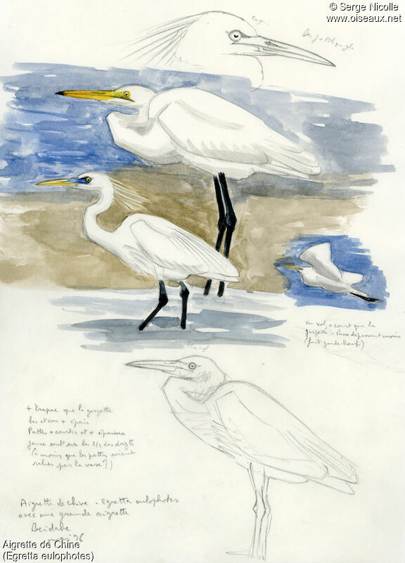 Chinese Egret, identification