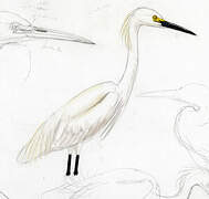 Snowy Egret