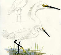 Snowy Egret