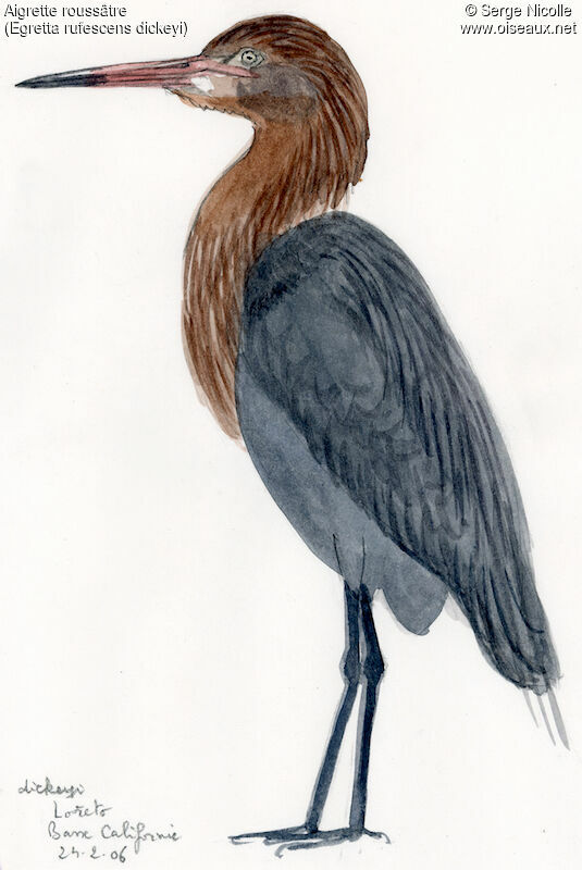 Reddish Egret, identification