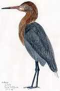 Reddish Egret