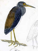 Tricolored Heron