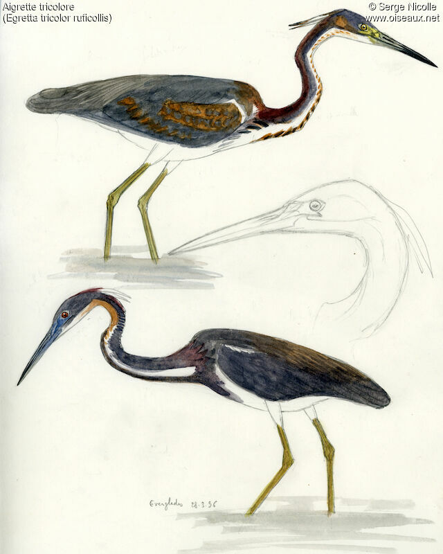 Tricolored Heron, identification