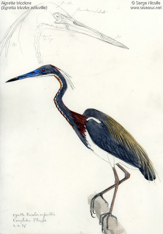 Tricolored Heron, identification