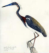 Tricolored Heron