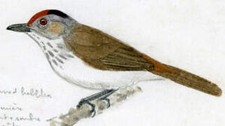 Rufous-crowned Babbler