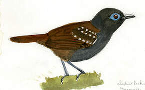 Chestnut-backed Antbird