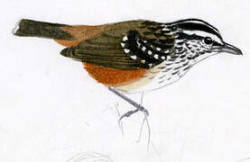 Guianan Warbling Antbird