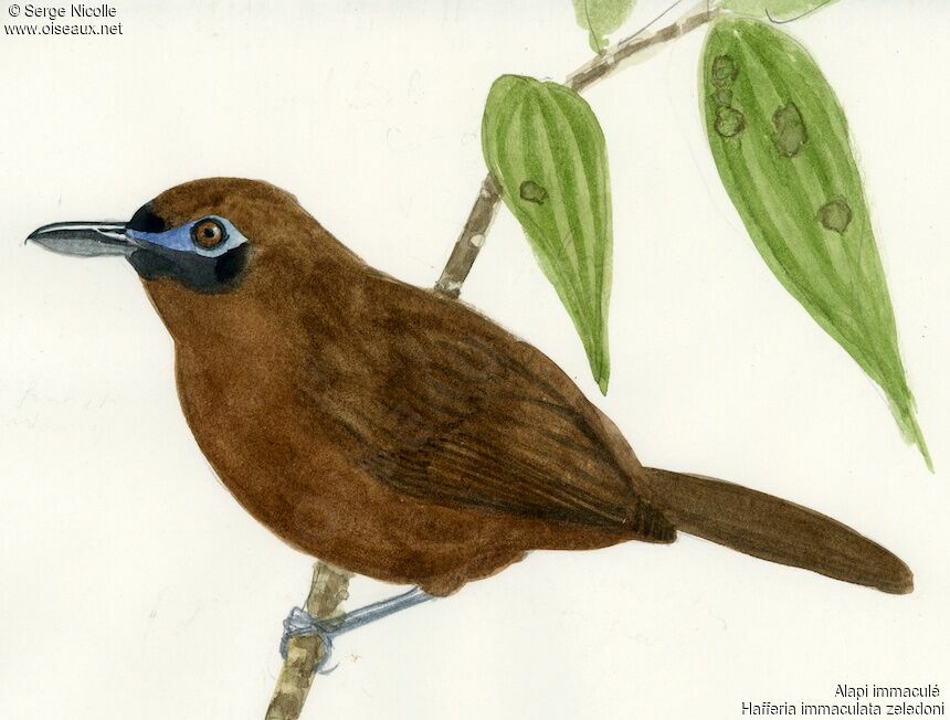 Blue-lored Antbird female, identification