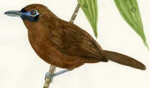 Blue-lored Antbird